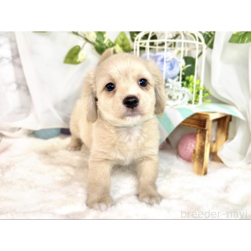 成約済の滋賀県のチワックス:チワワ×ミニチュアダックスフンド-413328の4枚目